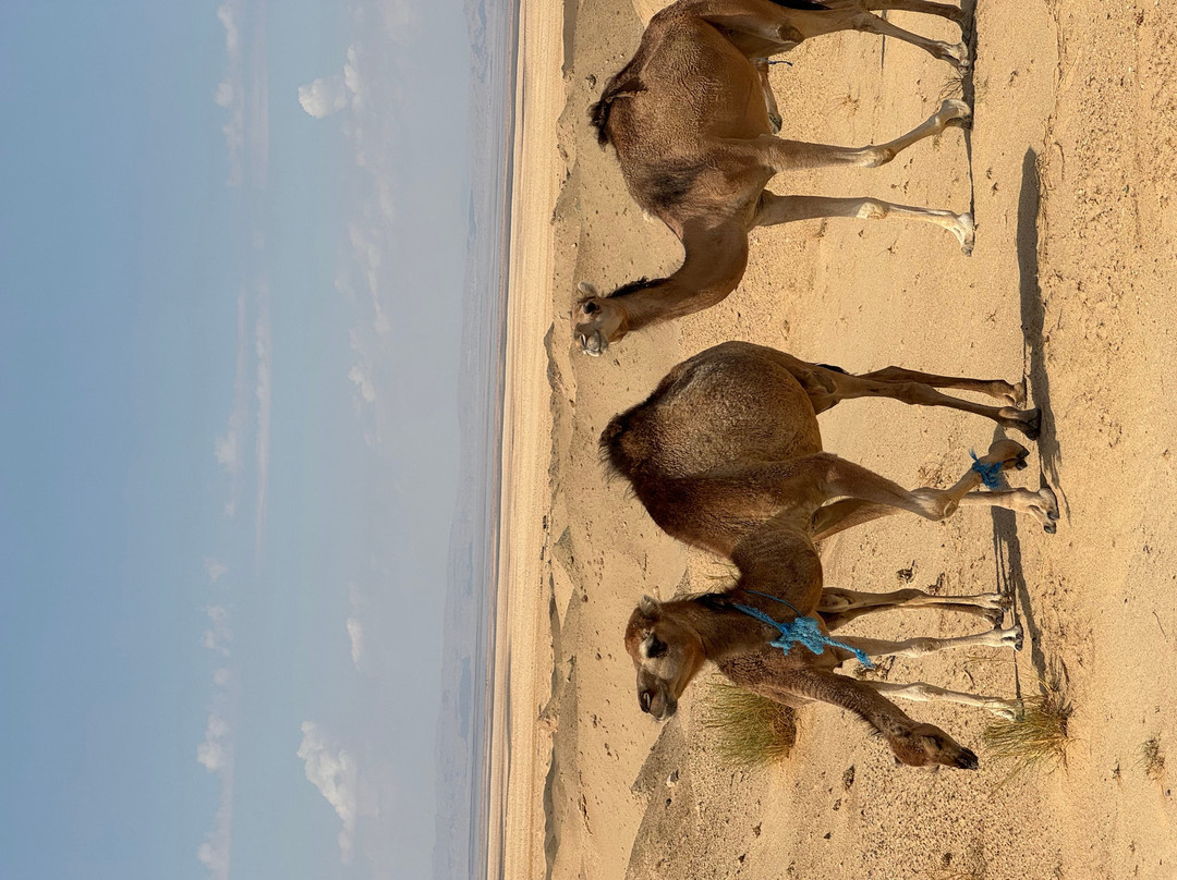 Autre Tunisie Day Tours-Houmt Souk必去景点