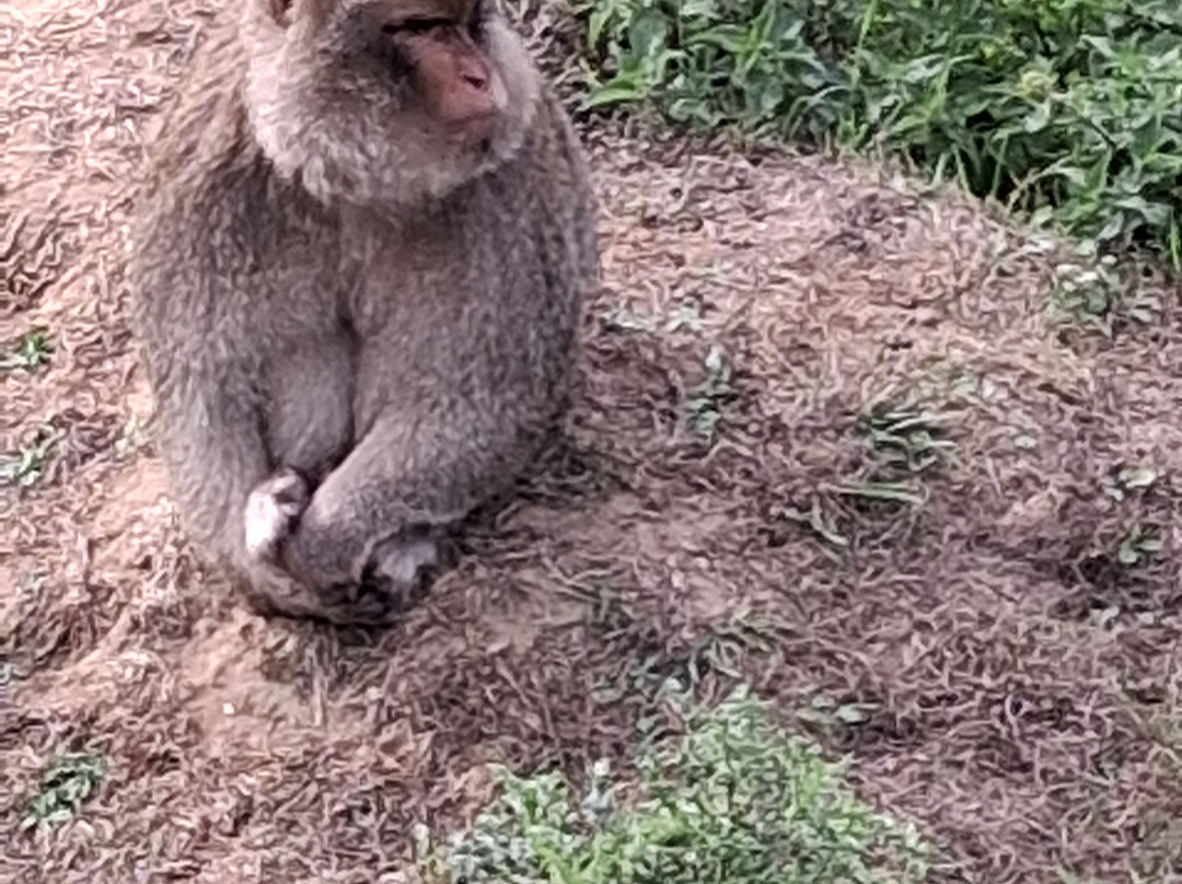 Jimmy's Farm & Wildlife Park-伊普斯威奇必去景点