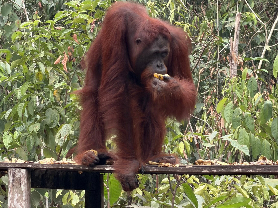 Guia En Borneo-Pangkalan Bun必去景点