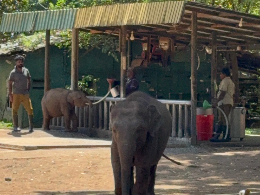 Tony Sri Lanka Tours-亚洪加拉必去景点