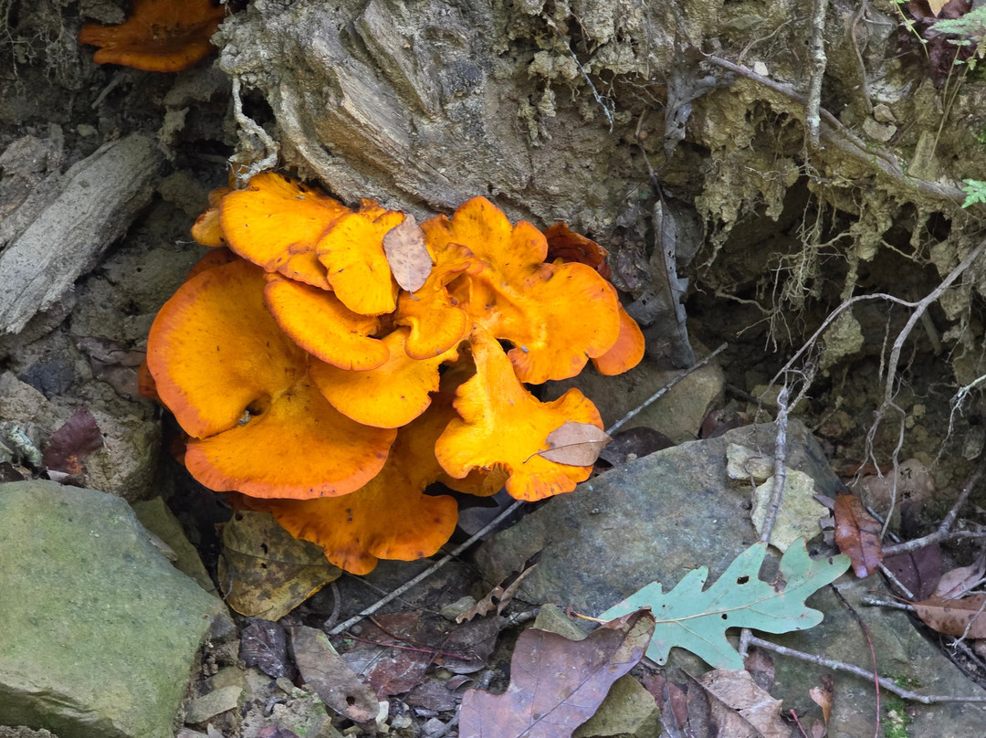 Shawnee State Park-朴茨茅斯必去景点