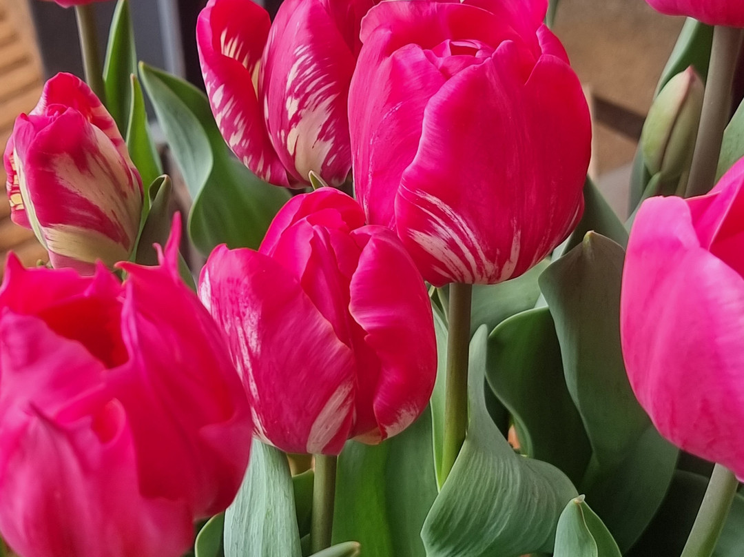 Table Cape Tulip Farm-温耶德必去景点
