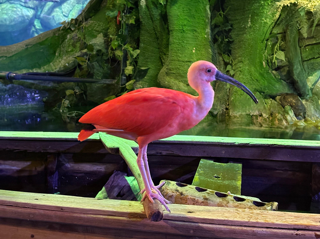The National Aquarium Abu Dhabi-阿布扎比必去景点