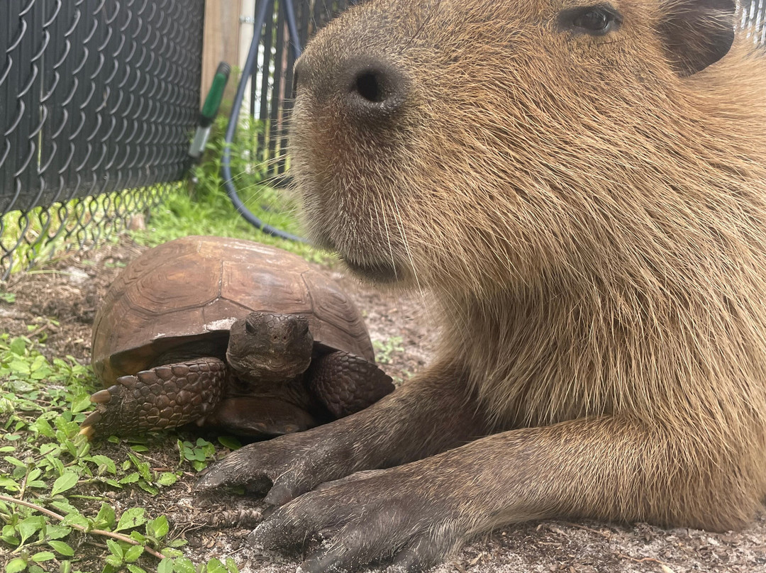 Happy Capys Capybara Experiences-恩格尔伍德必去景点
