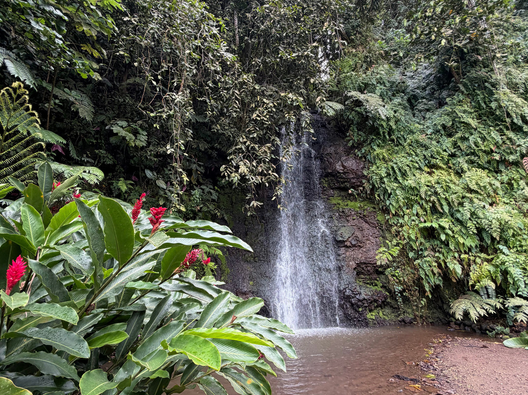 The Water Gardens of  Vaipahi-Taravao必去景点