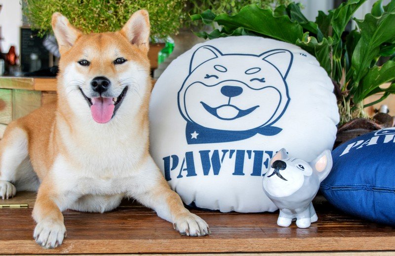 Pawtel Chiangmai-官方