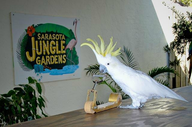 Sarasota Jungle Gardens景点图片