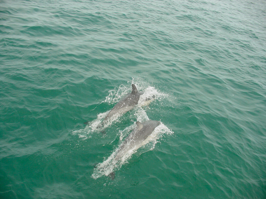Dolphin Blue Tauranga