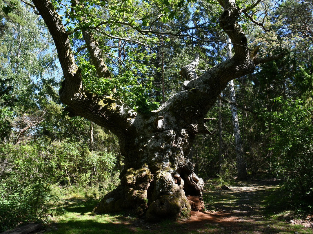 Naturum Trollskogen景点图片