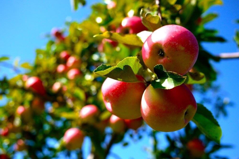 Solebury Orchards景点图片