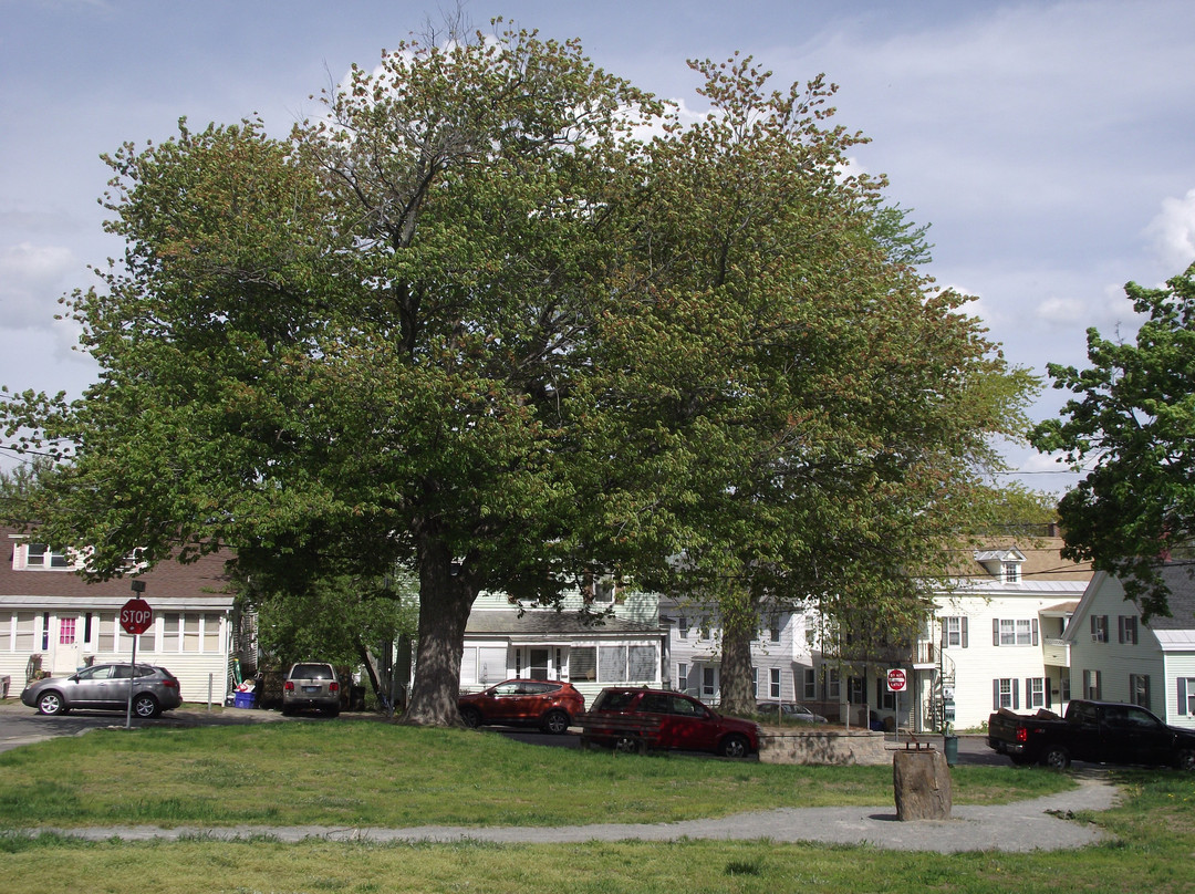 Ash Street Park景点图片