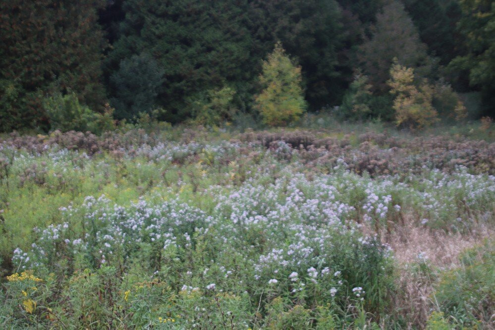 Pattawatomi Memorial Forest-Owen Sound必去景点