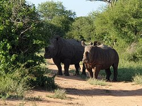Ntombi Safaris-霍德斯普鲁特必去景点