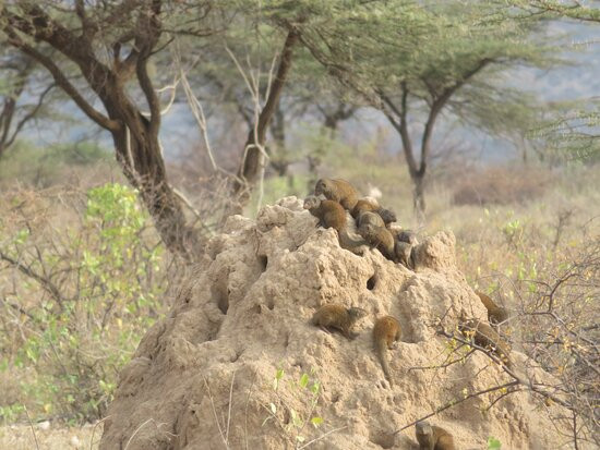 Shaba National Reserve-桑布鲁国家保护区必去景点