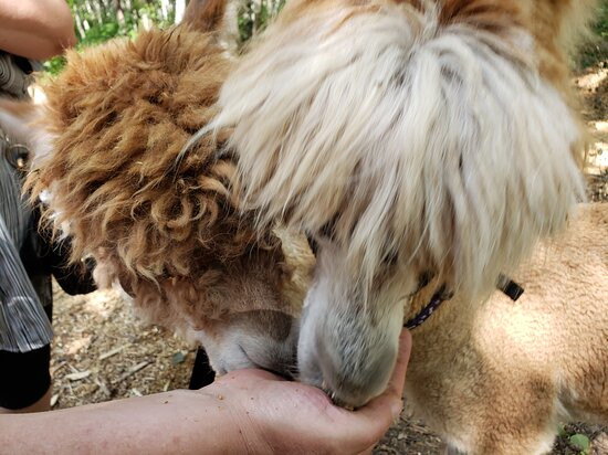 Alpagas du Domaine Poissant-Mont-Saint-Hilaire必去景点