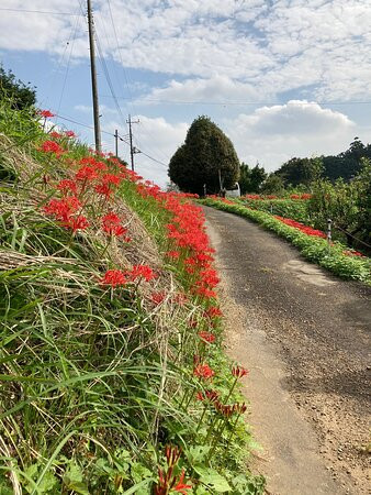 Mt. Hiwada-日高市必去景点