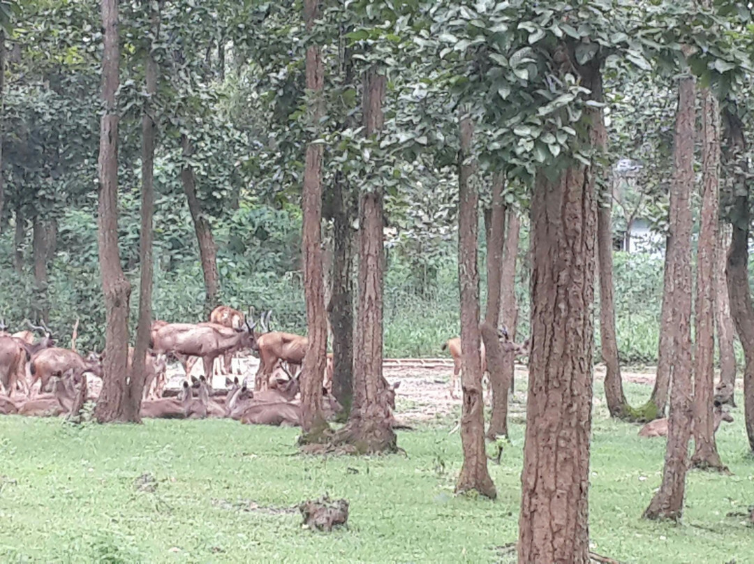 Deer Park景点图片