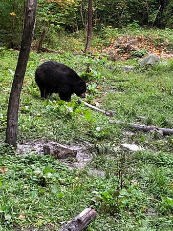 Observation de l'Ours Noir景点图片