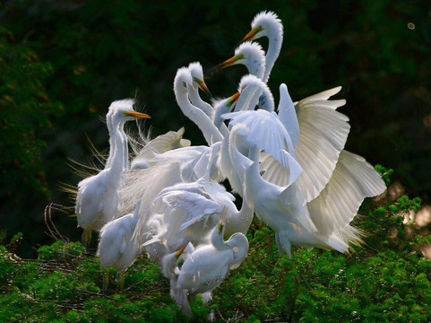 白鹭公园-三亚市必去景点