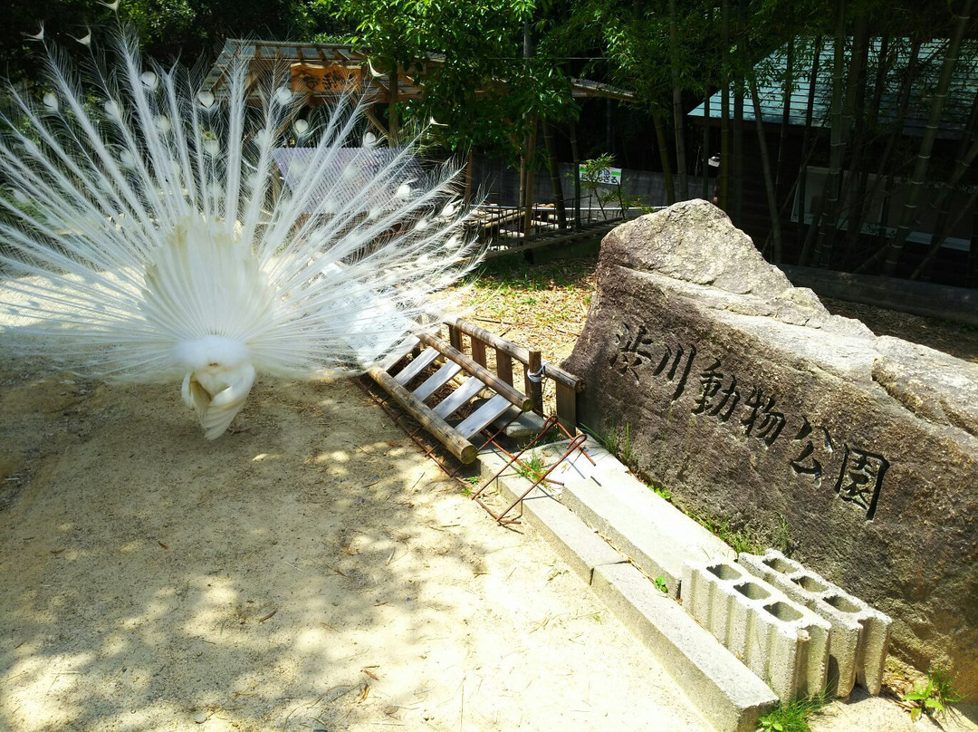 Shibukawa Zoo景点图片