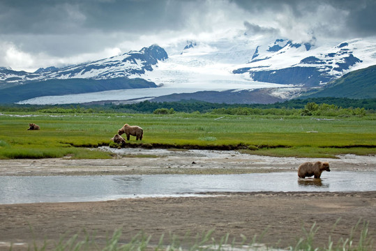 Alaska Wild Bear Adventures