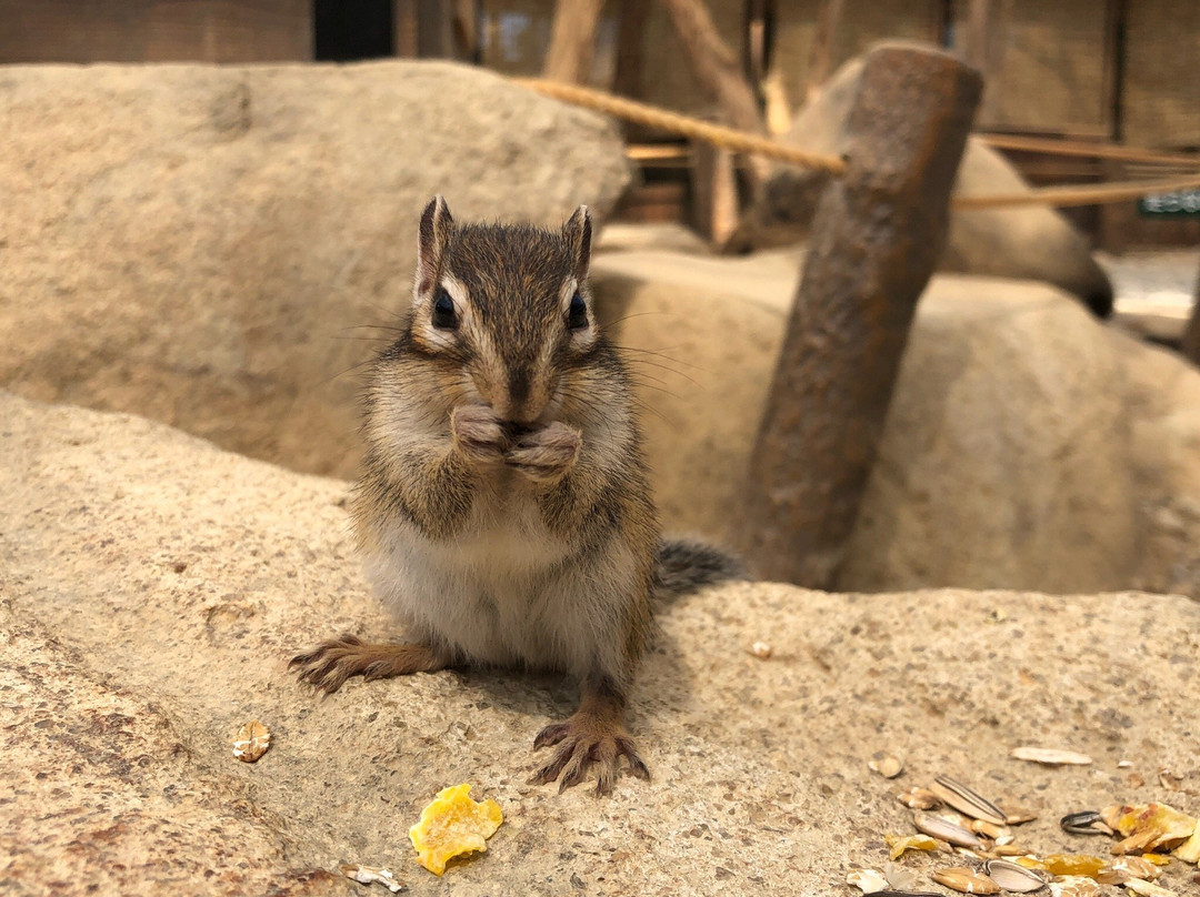 Squirrel Forest Hida Mountains Yaso Shizen Teien