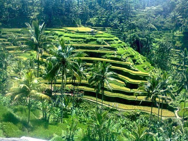 Bali Transport Community景点图片