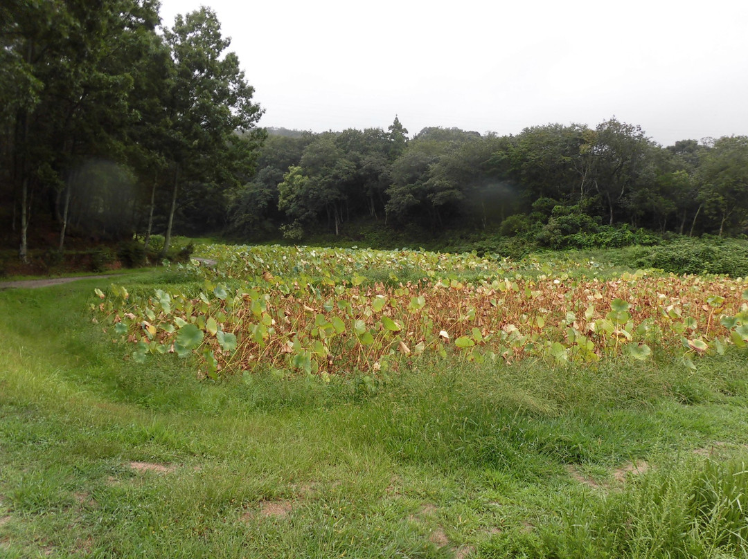 Kojindani Historical Park-出云市必去景点