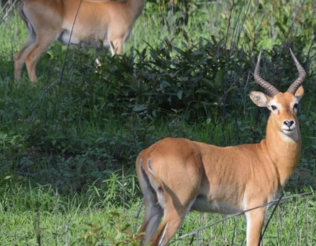 Mole National Park-Wa必去景点