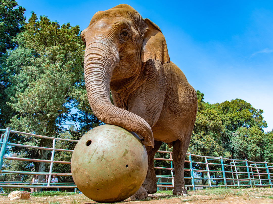 Safari Park