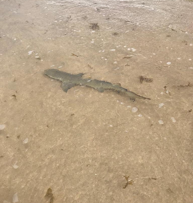 Baia do Sueste-费尔南多-迪诺罗尼亚群岛必去景点