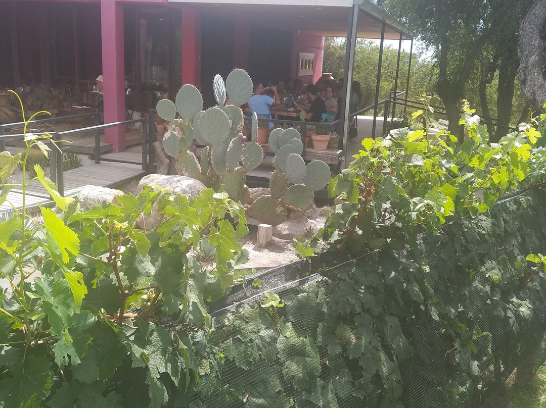 Cordoba Wine Travel景点图片