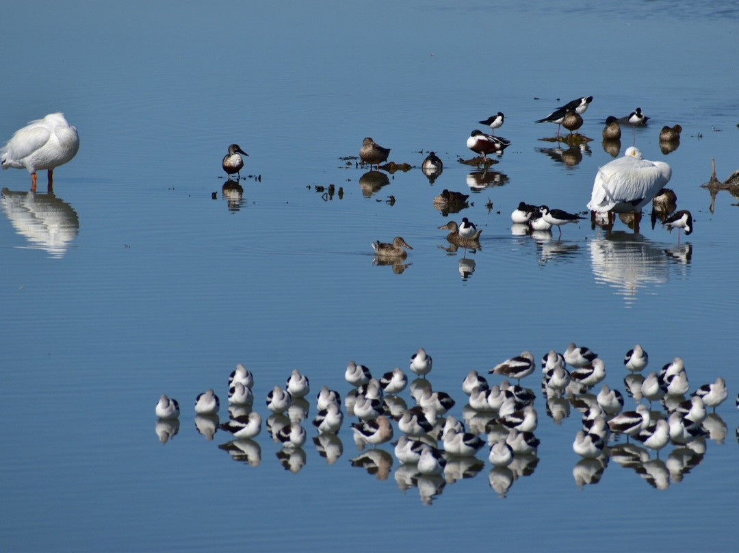 Leonabelle Turnbull Birding Center景点图片