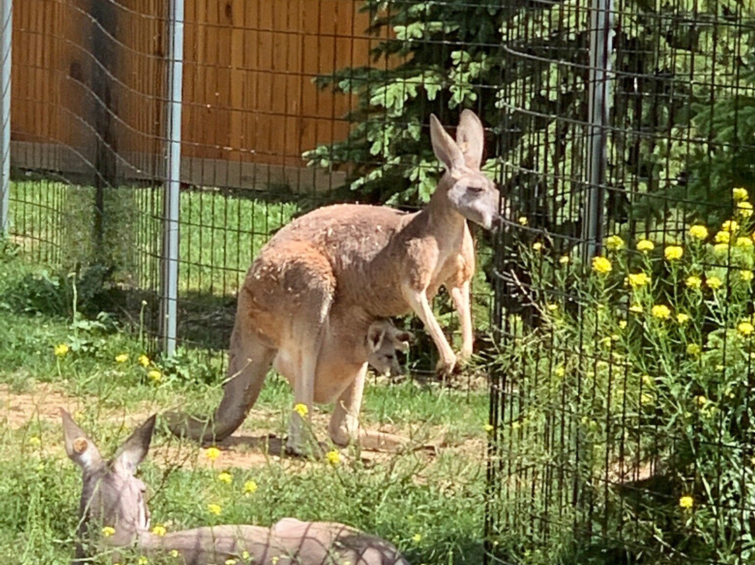 Boulder Ridge Wild Animal Park-Alto必去景点