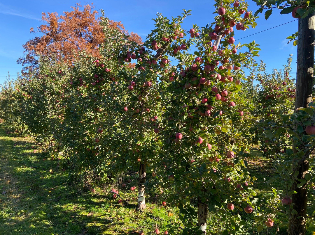Robinette's Apple Haus & Winery景点图片