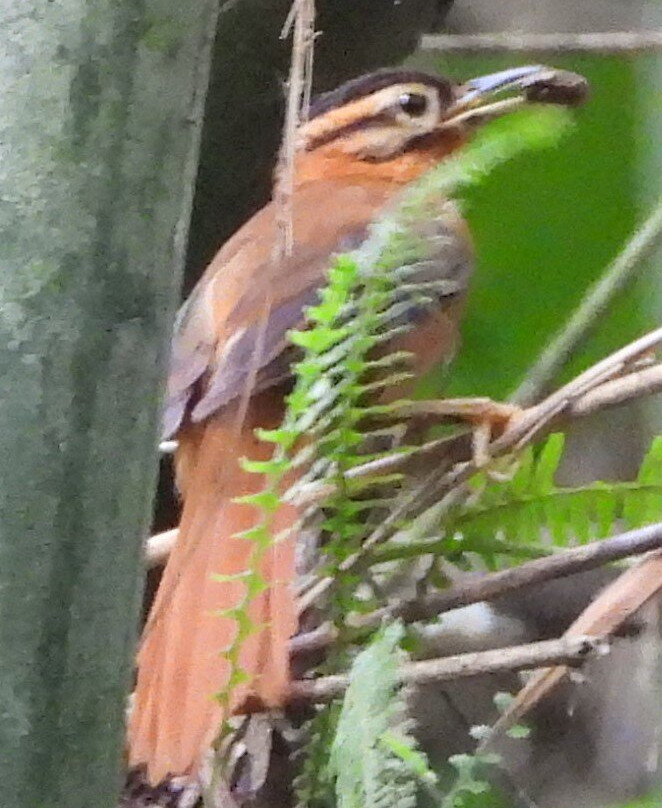 Trilha dos Tucanos-Tapirai必去景点