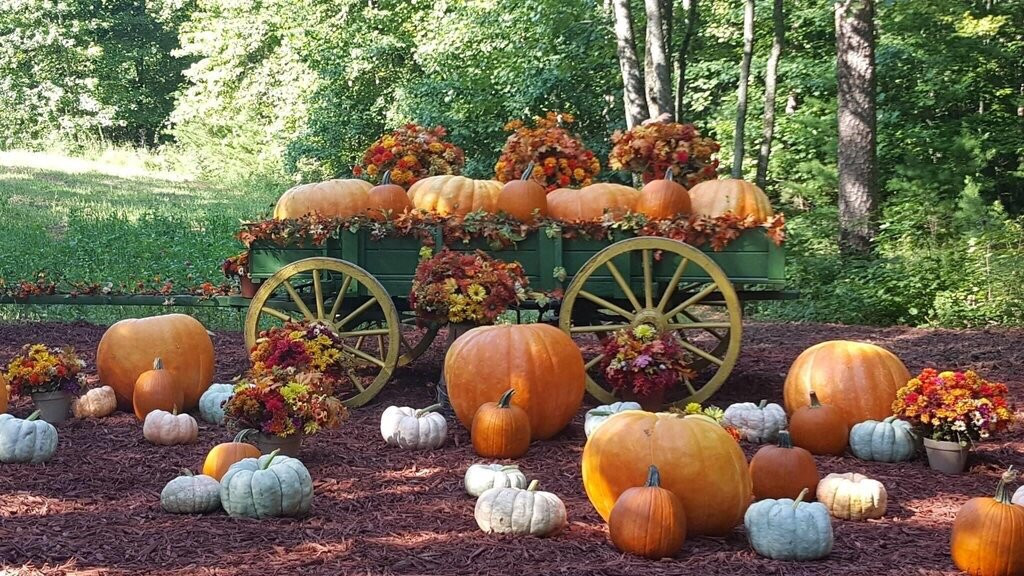 Burt's Farm-道森维尔必去景点