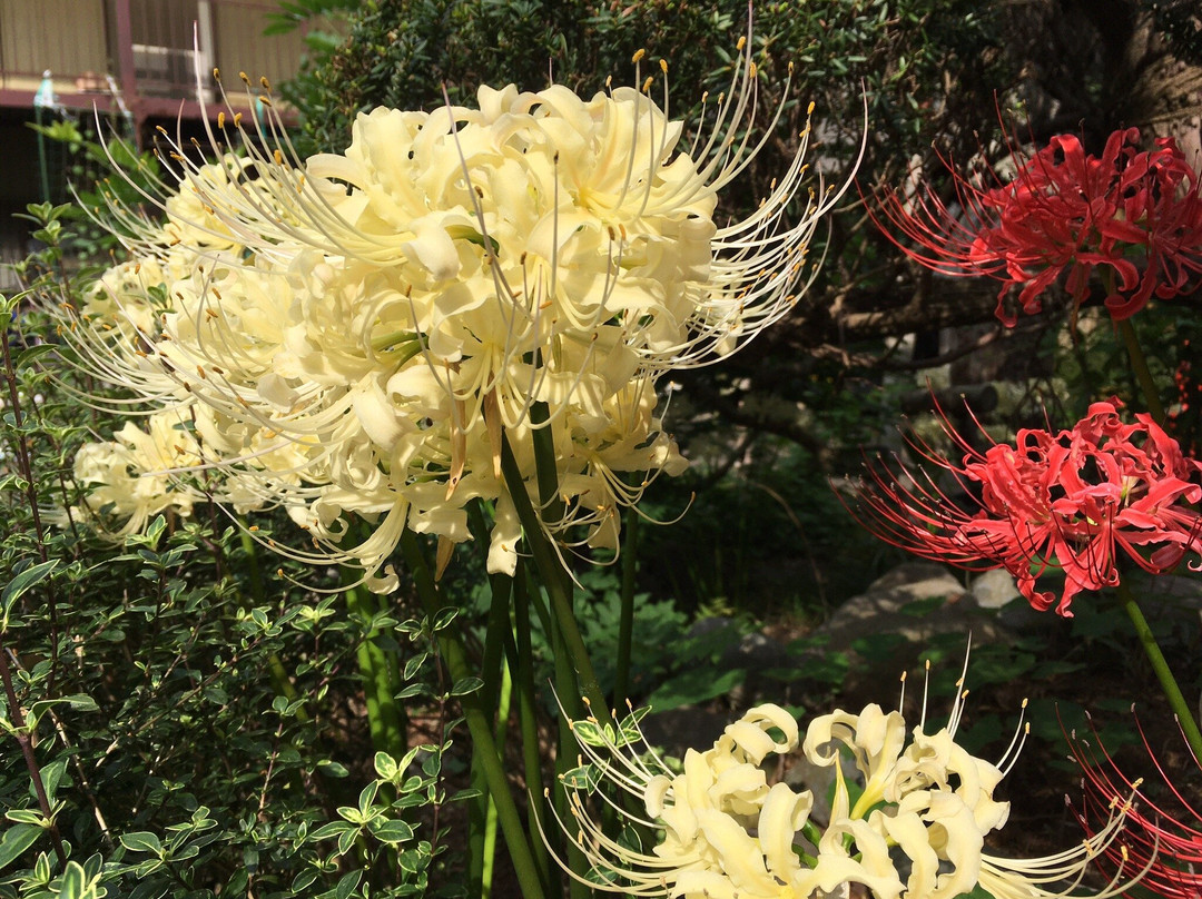 Soko-in Temple-松户市必去景点