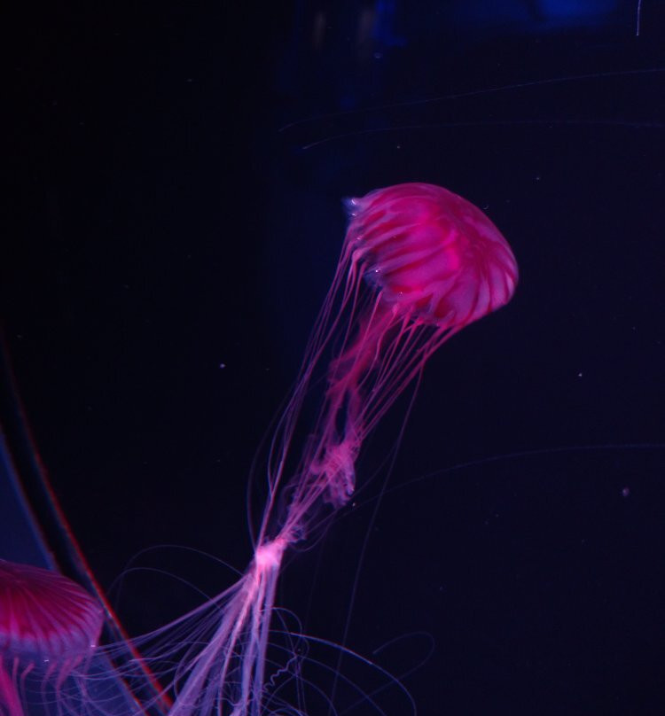 Shikoku Aquarium景点图片