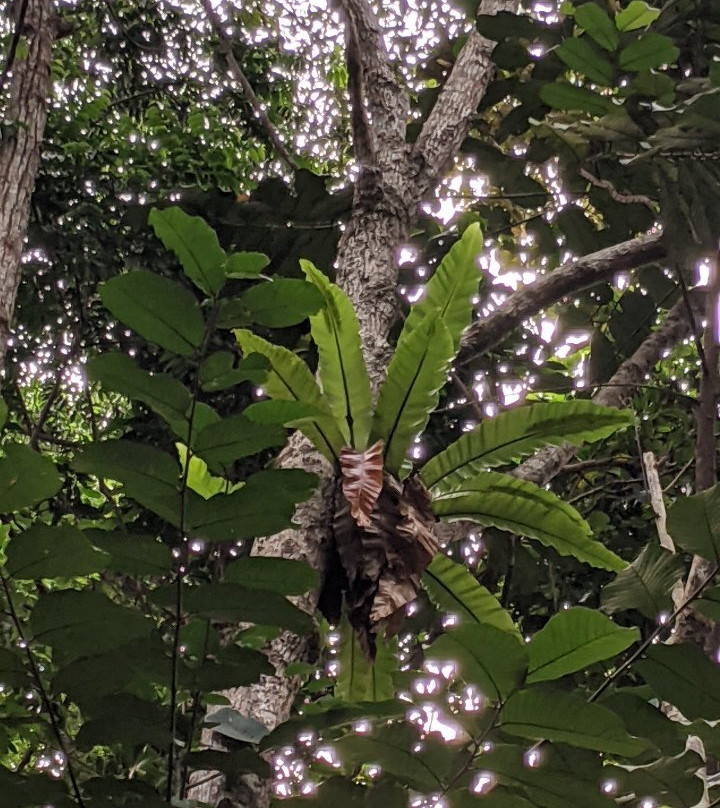 Bukit Pelindung Recreational Forest-关丹必去景点