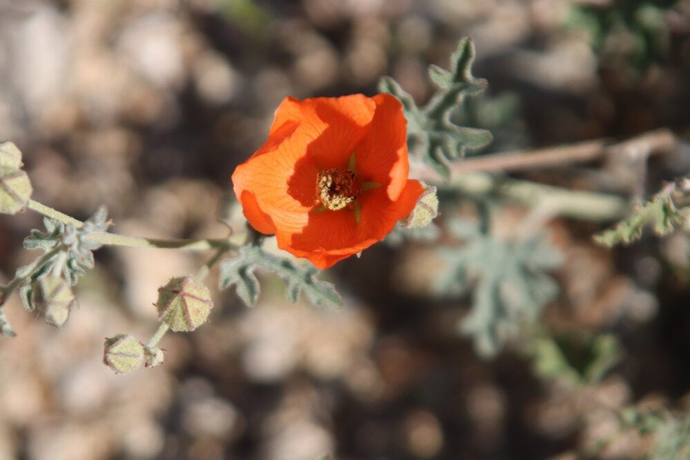 Tucson Mountain Park West景点图片