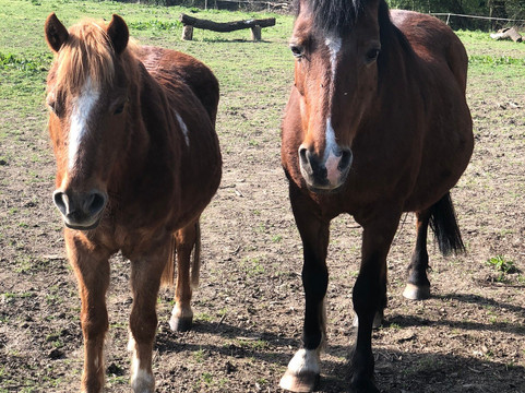 Ruislip Woods National Nature Reserve-赖斯利普必去景点