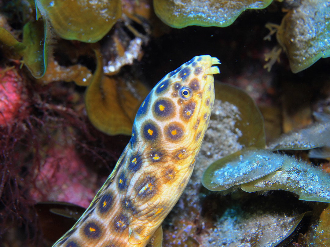 Fan Diving Hierro-La Restinga必去景点