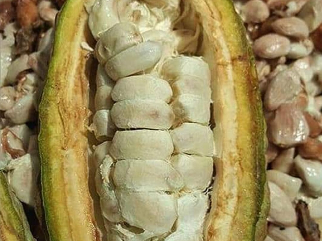 Hacienda Cacaotera Jesus Maria景点图片