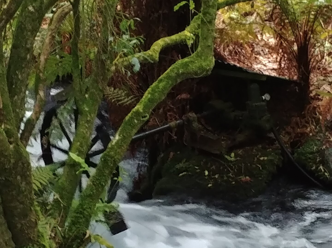 Te Waihou Walkway-普塔鲁鲁必去景点