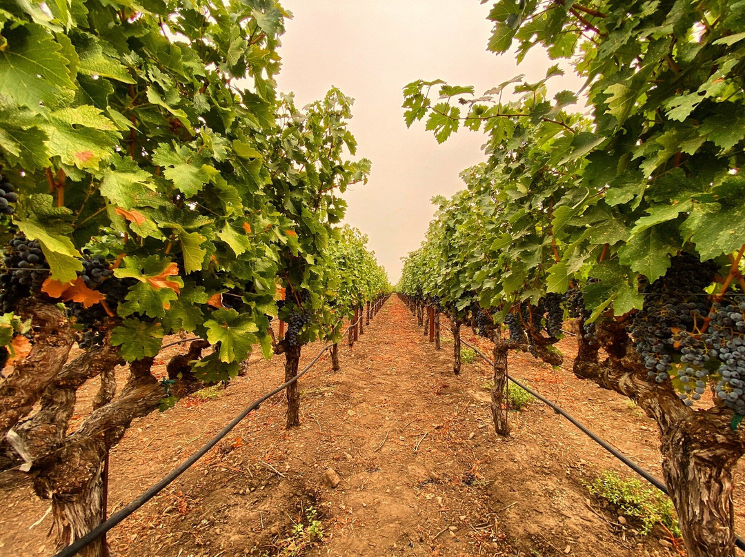 Madrigal Family Winery-卡利斯托加必去景点