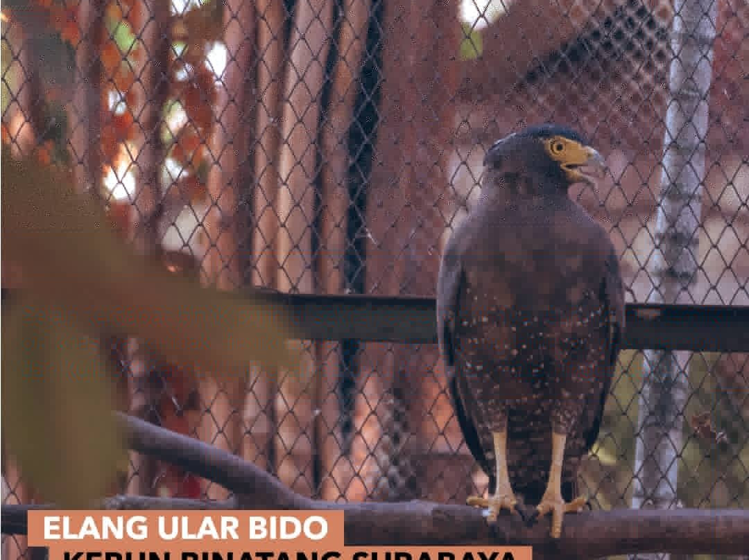 Surabaya Zoo-泗水必去景点