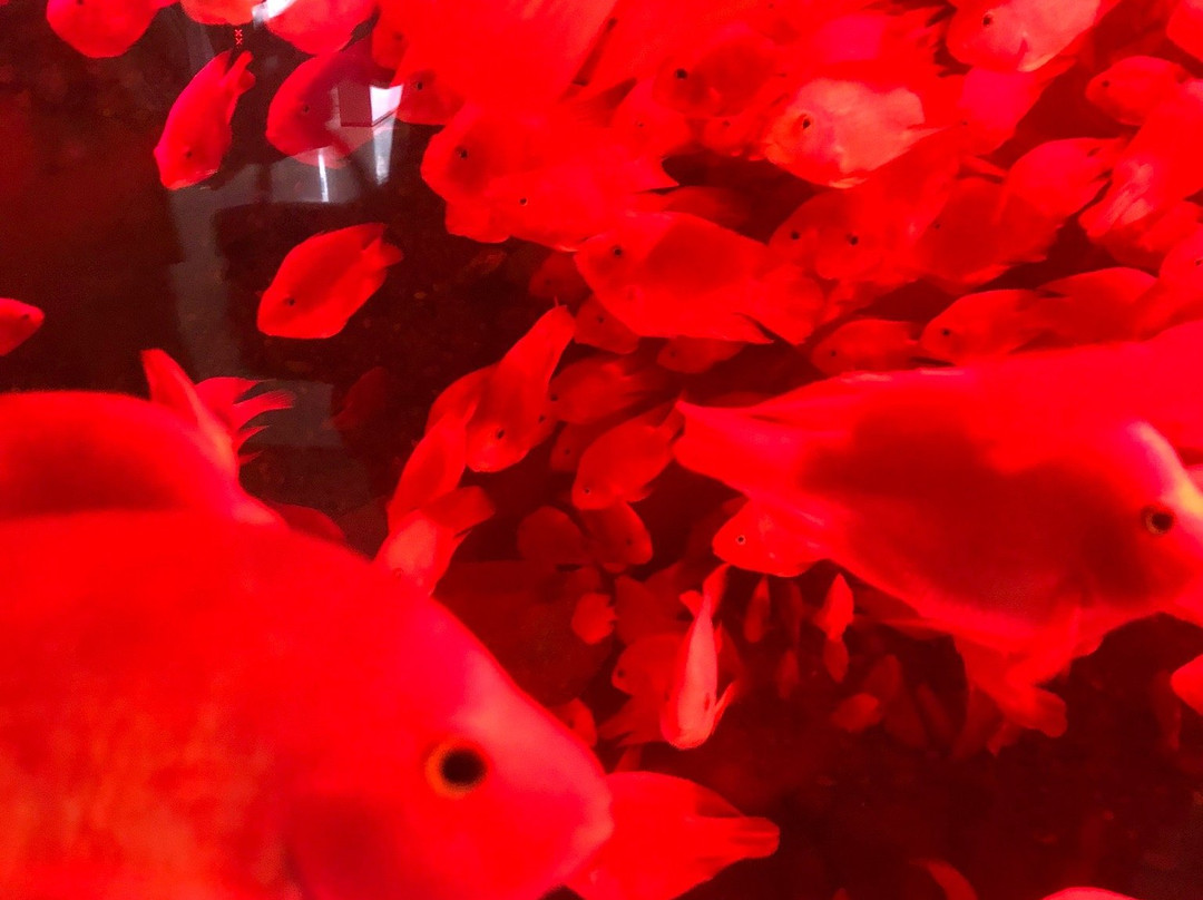 合肥汉海极地海洋世界-合肥市必去景点