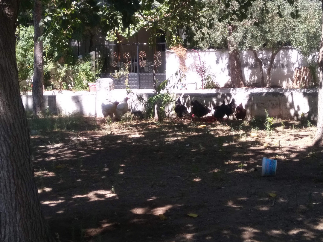 Belediye Parki景点图片