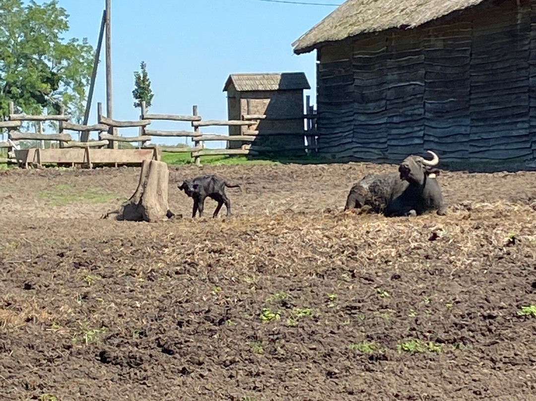 Kápolnapuszta Buffalo Reservation景点图片